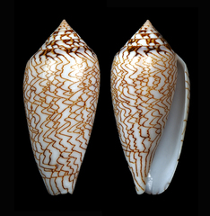Conus archiepiscopus