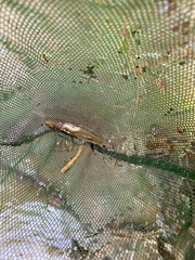 Philypnodon grandiceps