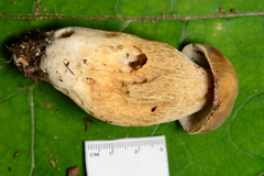 Boletus variipes