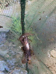 Philypnodon grandiceps