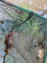 Philypnodon grandiceps