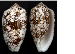 Conus archiepiscopus