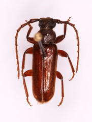 Anisarthrini