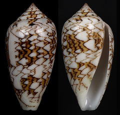 Conus archiepiscopus