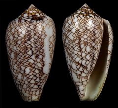 Conus archiepiscopus