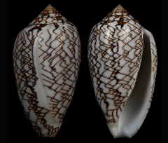 Conus archiepiscopus