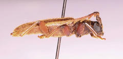 Anisarthrini