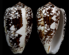 Conus archiepiscopus