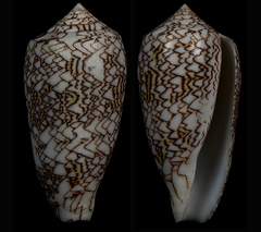 Conus archiepiscopus
