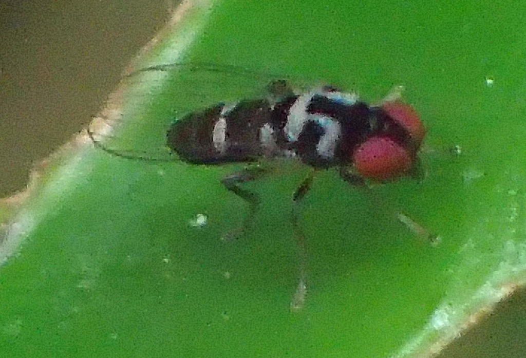 Agathomyia umacibise