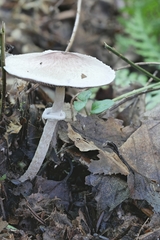 Agaricus friesianus