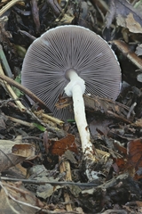 Agaricus friesianus