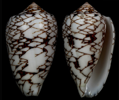 Conus archiepiscopus