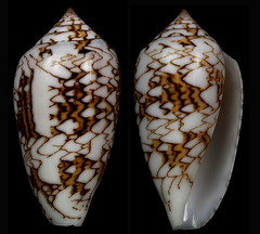 Conus archiepiscopus