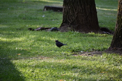 Turdus merula
