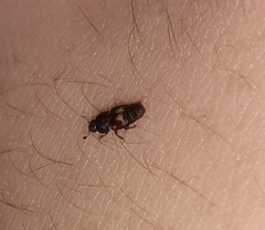 Carpophilus hemipterus