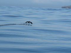 Pelecanoides garnotii