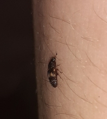 Carpophilus hemipterus