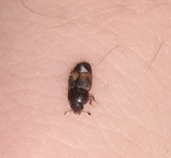 Carpophilus hemipterus