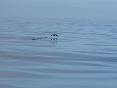 Pelecanoides garnotii