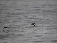 Pelecanoides garnotii