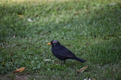 Turdus merula