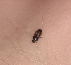 Carpophilus hemipterus