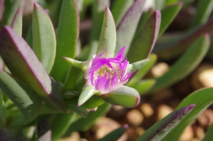 Carpobrotus modestus