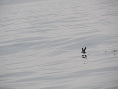 Pelecanoides garnotii