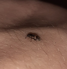 Carpophilus hemipterus