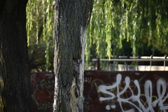 Certhia brachydactyla