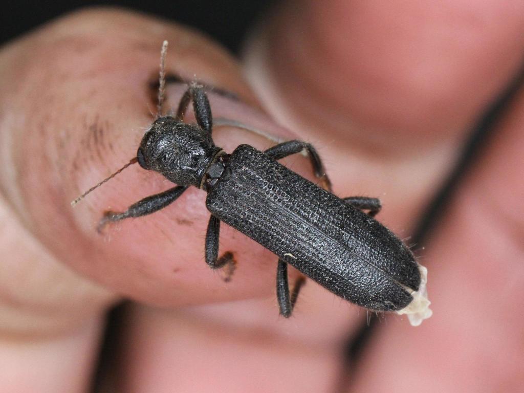 Phloiocopus vagedorsatus