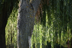 Certhia brachydactyla