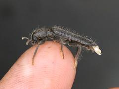 Phloiocopus vagedorsatus