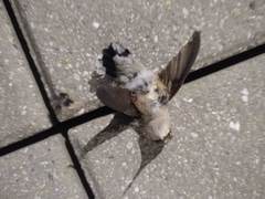 Archilochus colubris