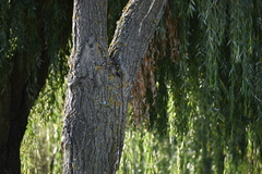 Certhia brachydactyla