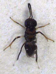 Encyrtus infelix