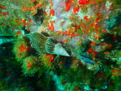 Lugubrilaria lugubris