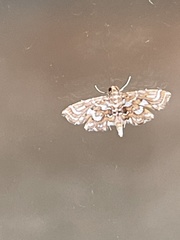 Undulambia polystichalis