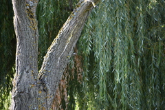 Certhia brachydactyla