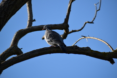 Columba palumbus