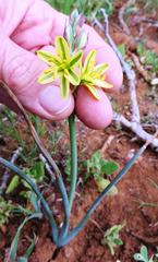 Albuca suaveolens
