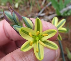 Albuca suaveolens