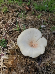 Lentinus scleropus