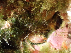 Pilumnus