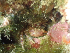 Pilumnus