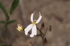 Stylidium emarginatum
