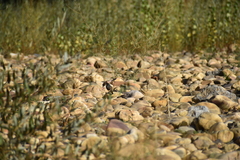 Phoenicurus ochruros