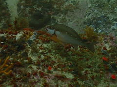 Chirodactylus brachydactylus