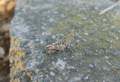 Calliptamus italicus
